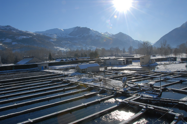 La truite des Pyrénées Montagne