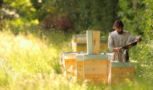 Les Compagnons du Miel ruche