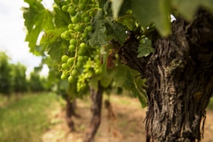 Bordeaux Vineam Vignobles - vins